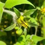 Tithonia tubaeformis Sonstige