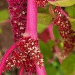 Amaranthus caudatus 樹皮