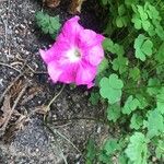 Petunia hybrida പുഷ്പം