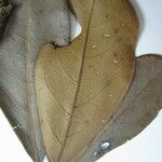 Terminalia grandis 其他