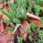 Lycopodium annotinumFolha