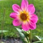 Dahlia tenuicaulis Floro