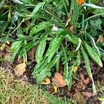 Gazania linearisLeaf