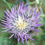 Galactites tomentosusFleur