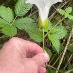 Calystegia silvatica 花