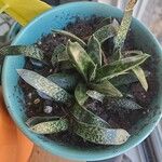 Gasteria excelsa Hostoa