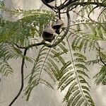 Jacaranda mimosifolia Fruit