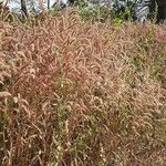 Pennisetum pedicellatum Flower