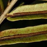 Blechnum orientale Leaf