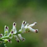 Fumaria parviflora Blomma