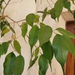 Ficus benjamina Hoja