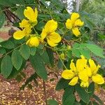 Senna surattensis Flower