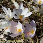 Crocus cancellatus অন্যান্য