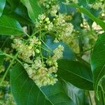 Swietenia mahagoni Кветка