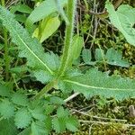 Salvia × sylvestris برگ