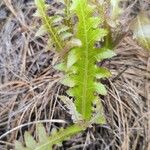 Sonchus hierrensis Lapas