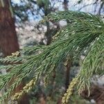 Cryptomeria japonica পাতা