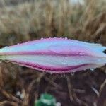 Crinum macowanii Blomst
