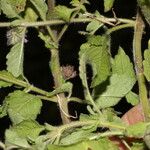 Marsypianthes chamaedrys Hoja