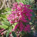Valeriana lecoqiiBlüte
