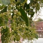 Salvadora persica Фрукт