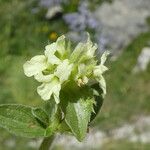 Sideritis hyssopifolia Flor