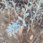 Eriogonum corymbosum