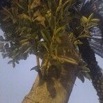 Ficus elastica 叶