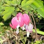 Dicentra spectabilis Цвят