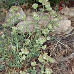 Phacelia ramosissima Pokrój