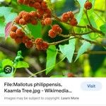 Mallotus philippensis Frukt