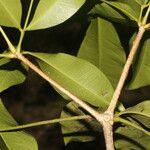 Forchhammeria trifoliata Blad