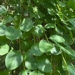 Capparis spinosa Blad