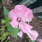 Malva trimestris Flower