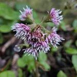 Petasites pyrenaicus Blüte
