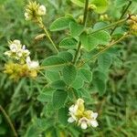 Lespedeza hirta 花