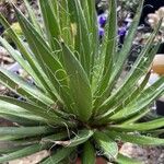 Agave filifera Feuille