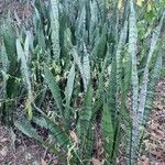 Sansevieria trifasciataপাতা