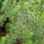 Erica ciliaris List