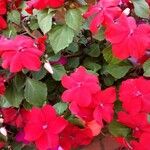 Impatiens walleriana Blomst