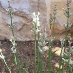 Lavandula angustifoliaFloare