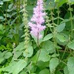 Astilbe rubra Blomma