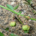 Ayenia compacta Fruit