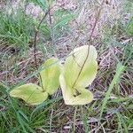 Neottia ovata Leaf