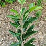 Cordia glazioviana برگ