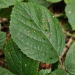 Rubus scaberFolha