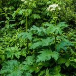 Heracleum maximum Hábitos