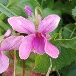 Viola odorata Fleur