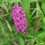 Buddleja davidiiFlower