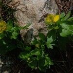 Ranunculus eschscholtzii Habit